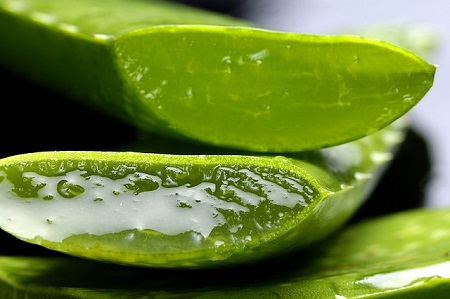 aloe vera aloe vera